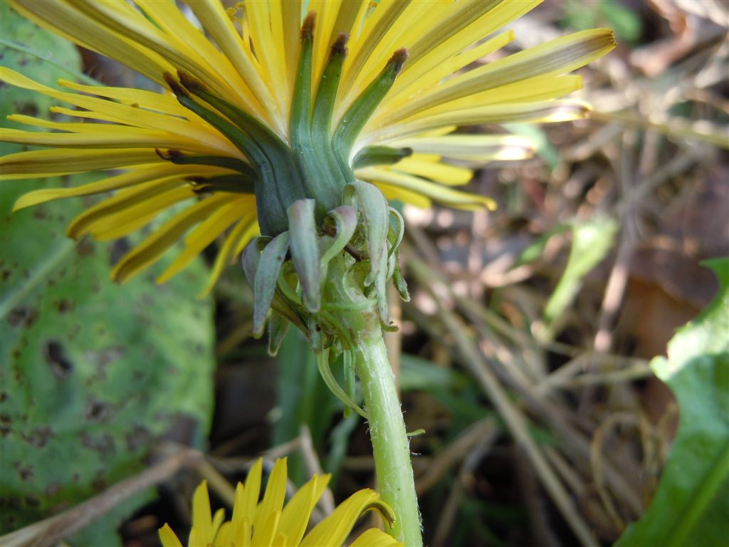 Fiori da determinare - Taraxacum cfr. palustre